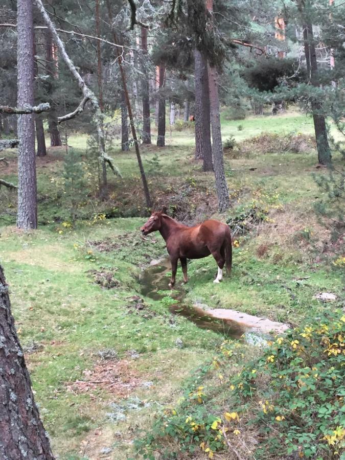 La Casa Del Abuelo ξενώνας Hoyos del Espino Εξωτερικό φωτογραφία